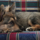 Illustration for article titled Corgi Hybrids Are The New Definition Of Cute